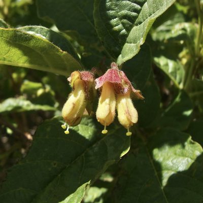 Lonicera involucrata, photographed by Sue Carnahan