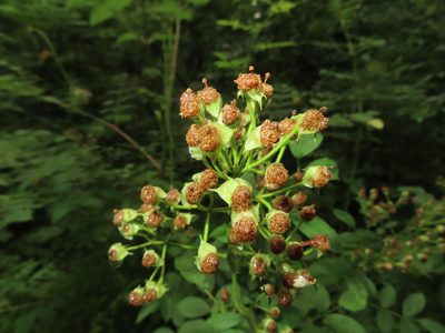 Rosa multiflora, photographed by Mila C.
