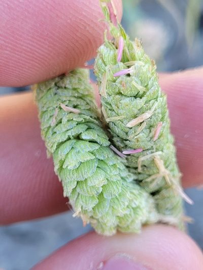 Neostapfia colusana, photographed by Konshau Duman