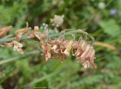 Dipcadi serotinum, photographed by Mourad Harzallah