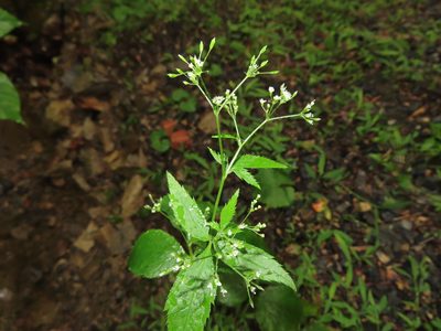 Cryptotaenia canadensis, photographed by Mila C.