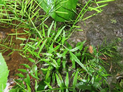 Cardamine impatiens, photographed by Mila C.
