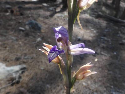 Limodorum abortivum, photographed by Ben Costamagna