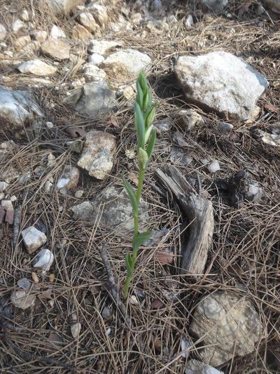 Cephalanthera kurdica, photographed by Ben Costamagna