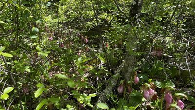Cypripedium acaule, photographed by Daniel Nunes