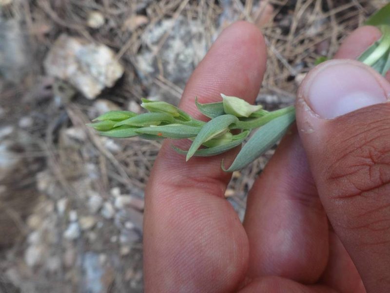 Cephalanthera kurdica, photographed by Ben Costamagna