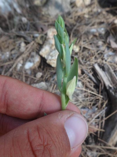 Cephalanthera kurdica, photographed by Ben Costamagna