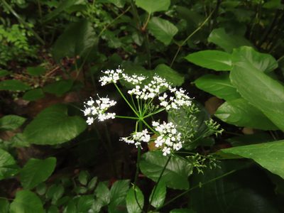 Aegopodium podagraria, photographed by Mila C.