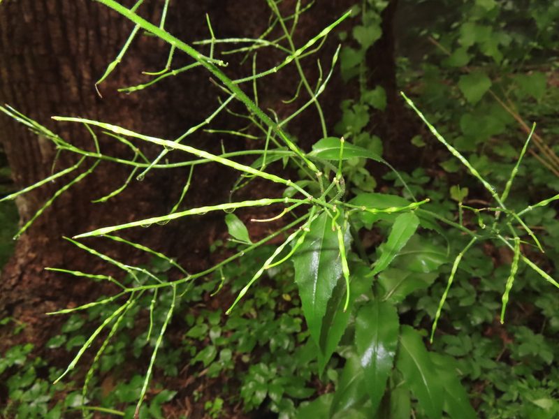 Hesperis matronalis, photographed by Mila C.