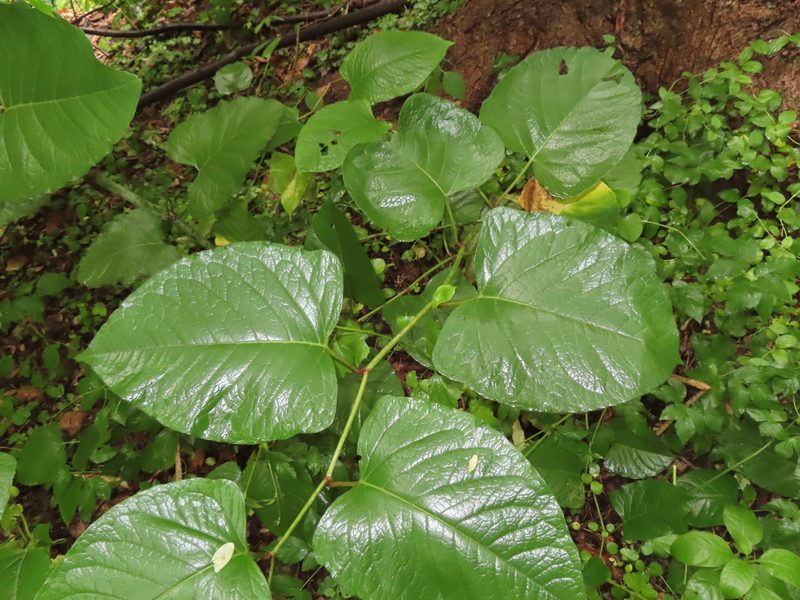 Reynoutria sachalinensis, photographed by Mila C.