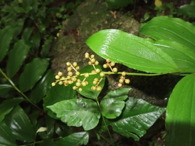 Maianthemum racemosum, photographed by Mila C.