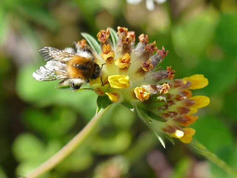 Anthyllis vulneraria, photographed by Andrea