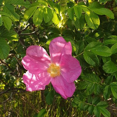 Rosa rugosa, photographed by Cilla Moerman