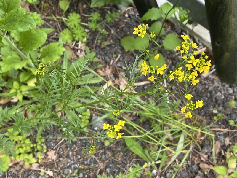 Rorippa sylvestris, photographed by Pavel Kacl