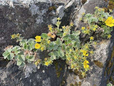 Potentilla villosa, photographed by Jenny Kirkpatrick