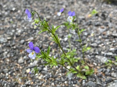 Viola tricolor, photographed by Pavel Kacl