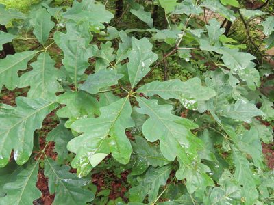 Quercus alba, photographed by Mila C.