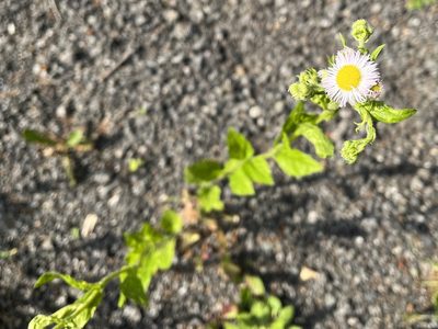 Erigeron annuus, photographed by Pavel Kacl