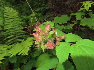 Rubus phoenicolasius, photographed by Mila C.