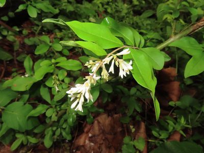 Ligustrum obtusifolium, photographed by Mila C.