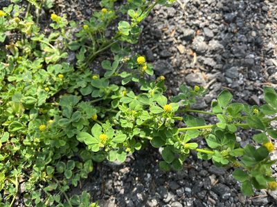 Medicago lupulina, photographed by Pavel Kacl