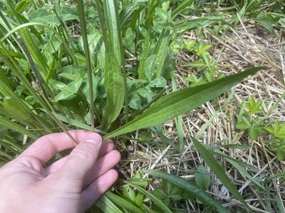 Plantago lanceolata, photographed by Jack Forrester