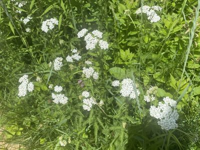 Achillea millefolium, photographed by Jack Forrester
