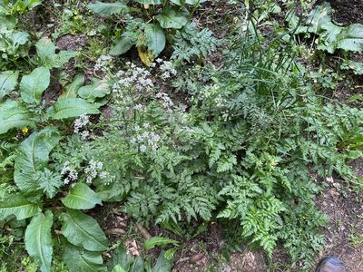 Anthriscus sylvestris