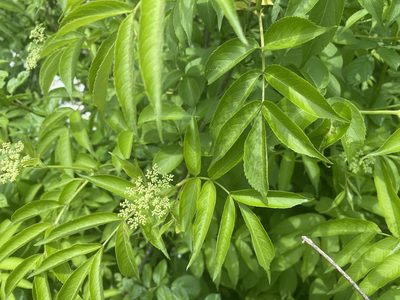 Sambucus canadensis