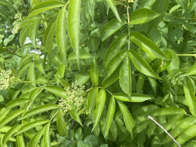 Sambucus canadensis, photographed by Jack Forrester