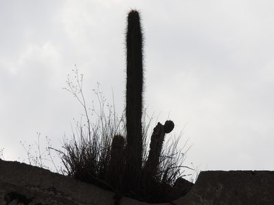 Stenocereus queretaroensis, photographed by Oscar Alejandro Morales Juárez