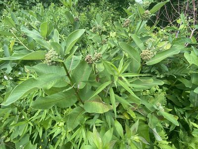 Asclepias syriaca, photographed by Jack Forrester