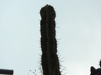 Stenocereus queretaroensis, photographed by Oscar Alejandro Morales Juárez