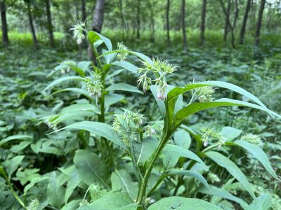 Symphytum officinale, photographed by Pavel Kacl