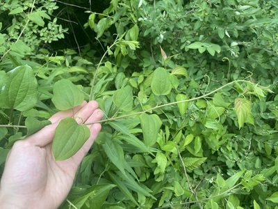 Smilax herbacea, photographed by Jack Forrester