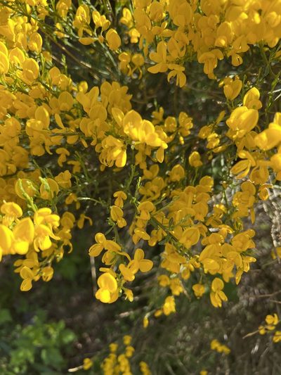 Cytisus oromediterraneus, photographed by dugald