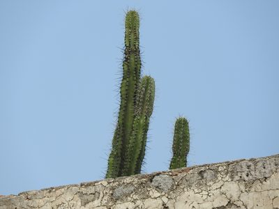 Stenocereus queretaroensis, photographed by Oscar Alejandro Morales Juárez