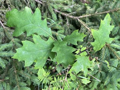 Quercus rubra, photographed by Pavel Kacl