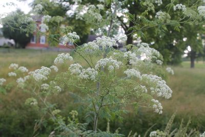 Conium maculatum, photographed by Violet T.