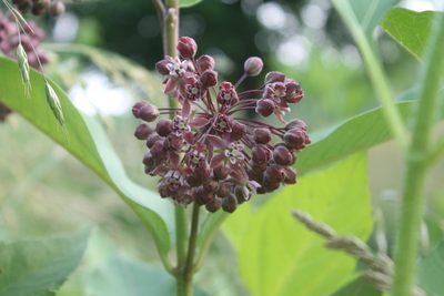 Asclepias syriaca, photographed by Violet T.