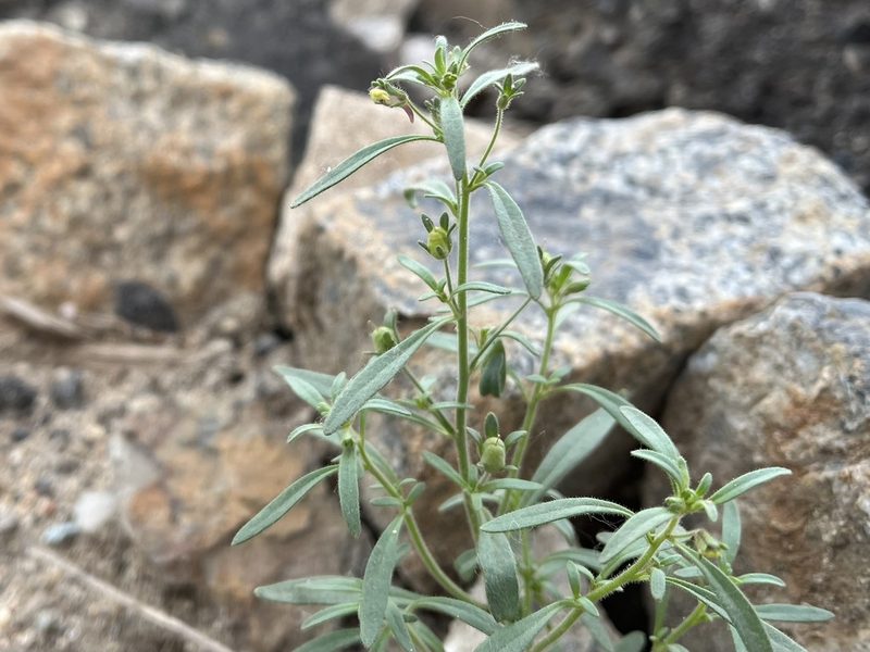 Chaenorhinum minus, photographed by Pavel Kacl