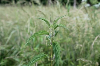 Urtica gracilis
