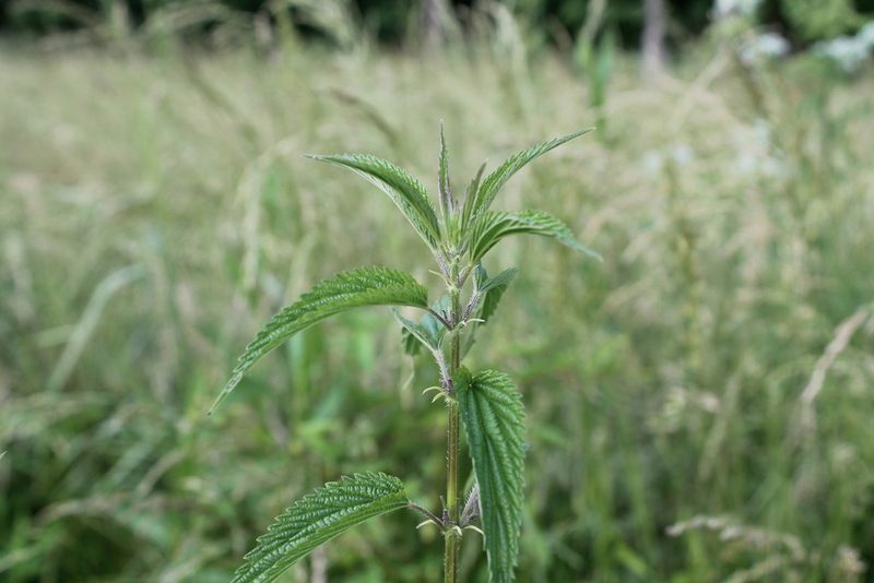 Urtica gracilis, photographed by Violet T.