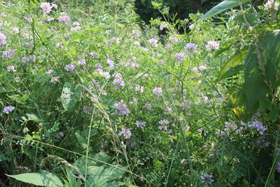 Coronilla varia, photographed by Violet T.