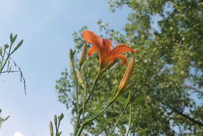 Hemerocallis fulva, photographed by Violet T.