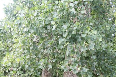 Populus deltoides, photographed by Violet T.