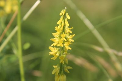 Melilotus officinalis, photographed by Violet T.