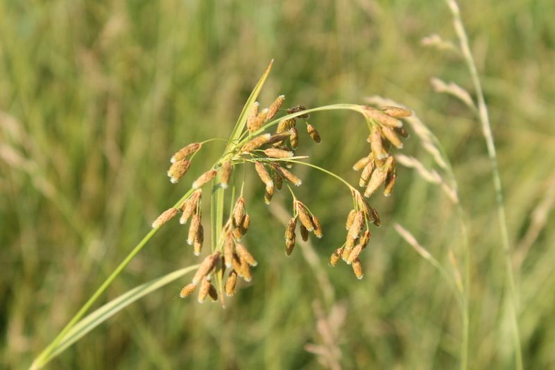 Scirpus pendulus, photographed by Violet T.