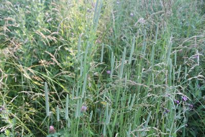 Phleum pratense, photographed by Violet T.
