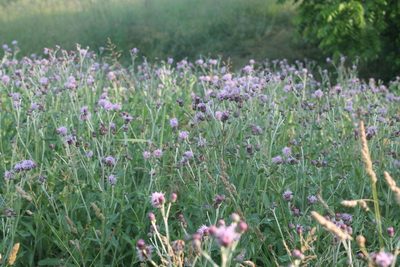 Cirsium arvense, photographed by Violet T.